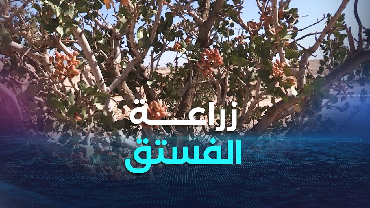باتنة.. زراعة الفستق الحلبي مصدر شاق لعديد العائلات ببلدية عين التوتة