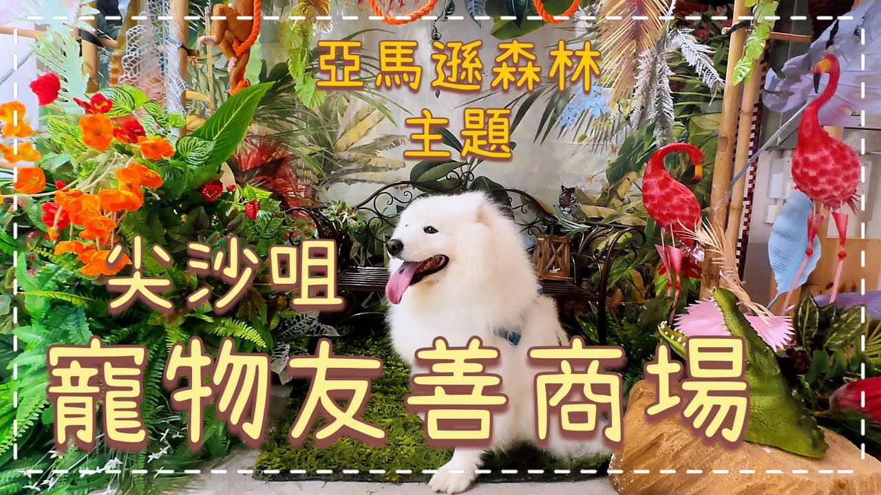 放狗好去處🐙｜尖沙咀寵物友善商場，狗狗可落地，室內全冷氣｜廣東八十 Cantonyama｜Buzz Pet Friendly Mall｜西摩Tako｜@big_dog_channel