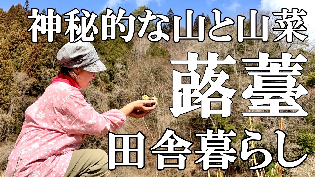 【山菜】フキノトウを採りふき味噌作り  神秘的な山に癒やされる  まったり猫  自然豊かな山奥暮らしの日々｜村暮らし｜移住｜料理【標高800mの田舎暮らし】
