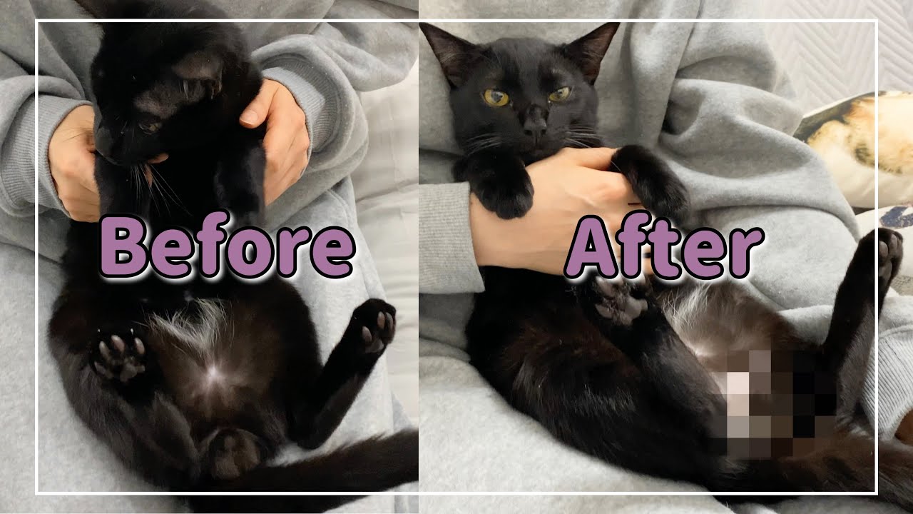 黒猫君ついに去勢手術して大人の仲間入りです！【4K猫動画】