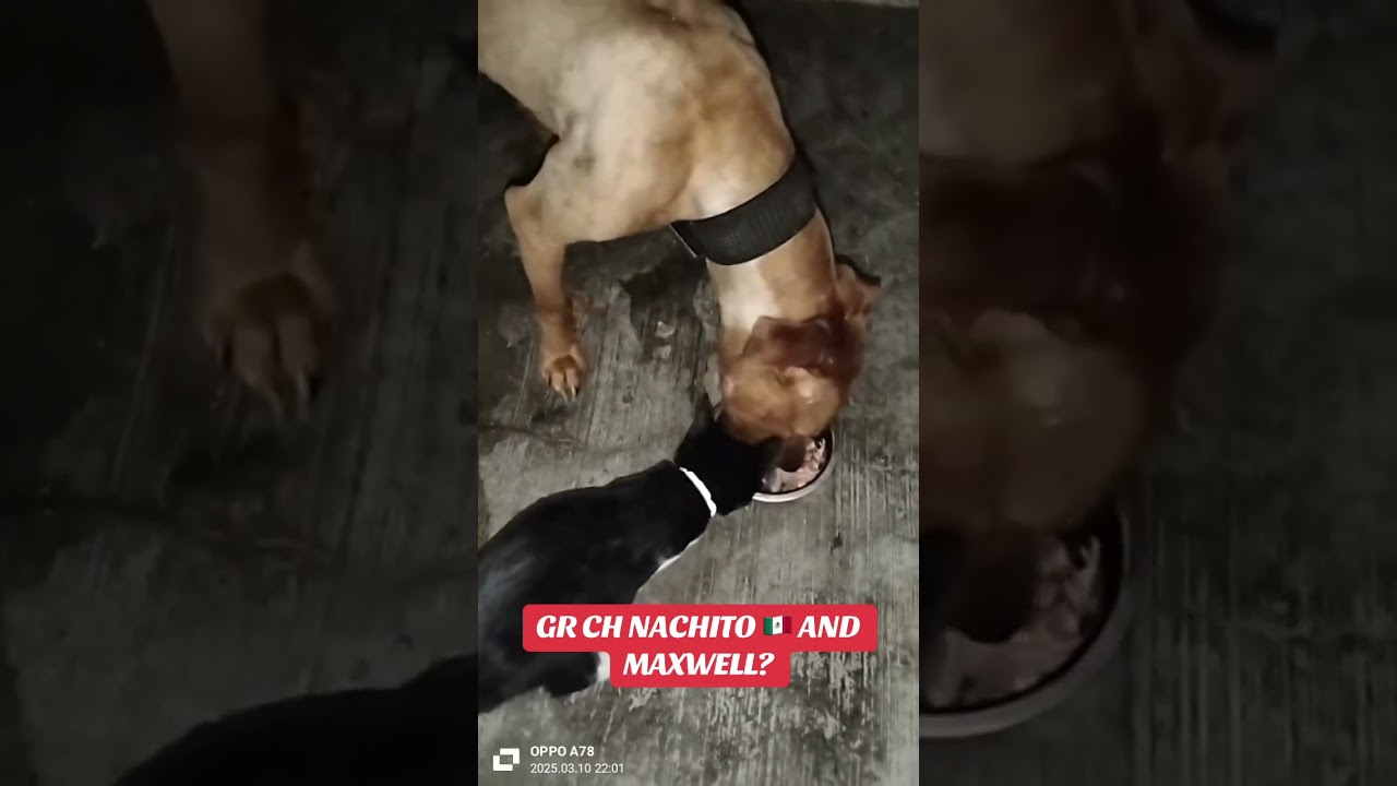 🔱GR CH NACHITO 🇲🇽 🔱 AND MAXWELL🐈&zwj;⬛ #pitbull #apbtlife #dogkennels #realapbt #pitbullkennels