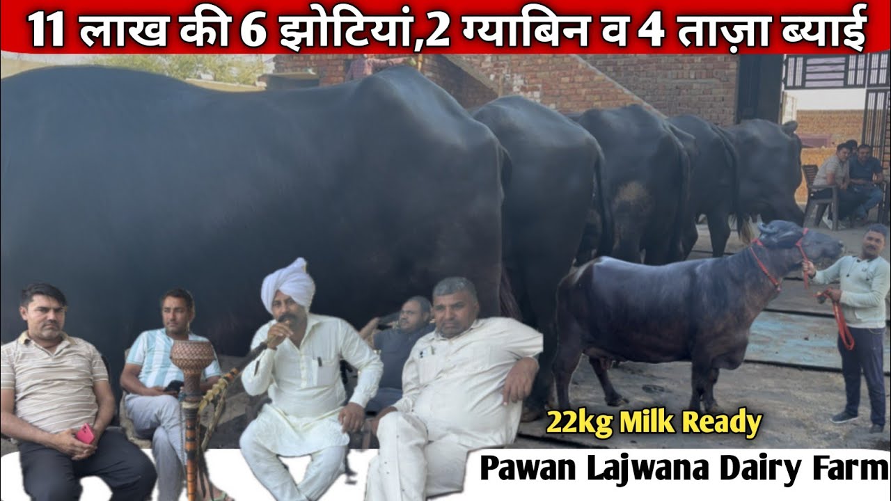 👉पवन लजवाना की 💯 11लाख की 6 झोटियां!2 ग्याबिन व 4 ताज़ा ब्याई!3 लाख 28 हजार की 22kg तैयार दूध की झोटी