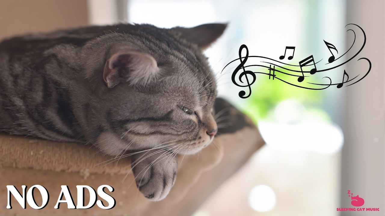 3 Hours Of Calming Music for Cats 🐈 Nighttime Sleep Tunes 😻 Cat TV 🐈 Soothing Music for Cats
