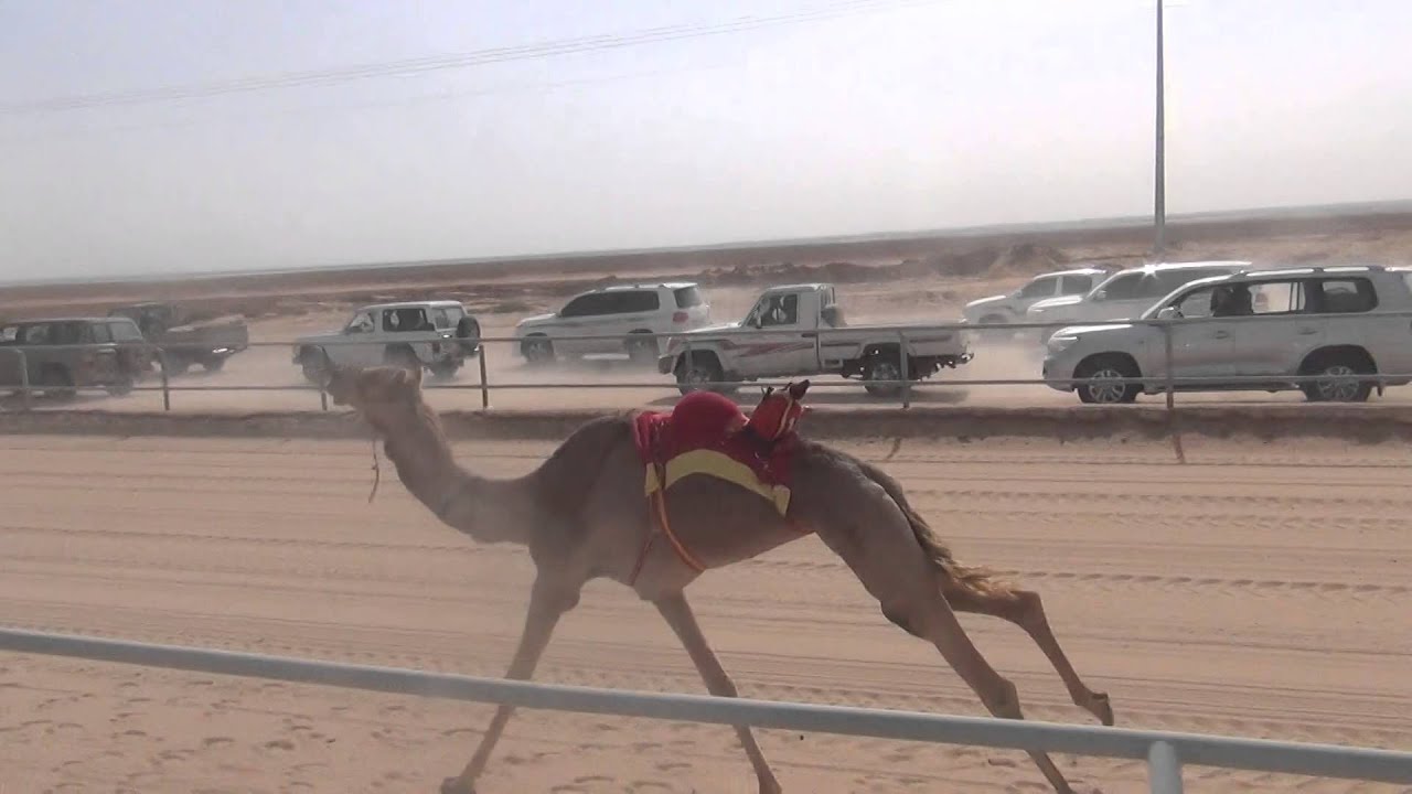 الجذابه لـ صويحي نخيلان الشمري تنتزع سيف وسيارة شوط الجذاع البكار الرئيسي في ختامي ميدان القصيم