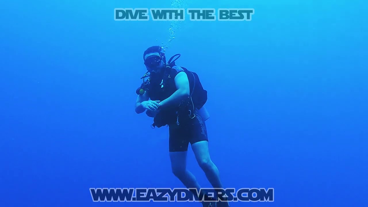Акулы Шарм Эль Шейха. Sharks of Sharm El Sheikh