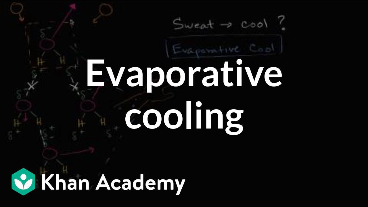 Evaporative cooling | Water, acids, and bases | Biology | Khan Academy