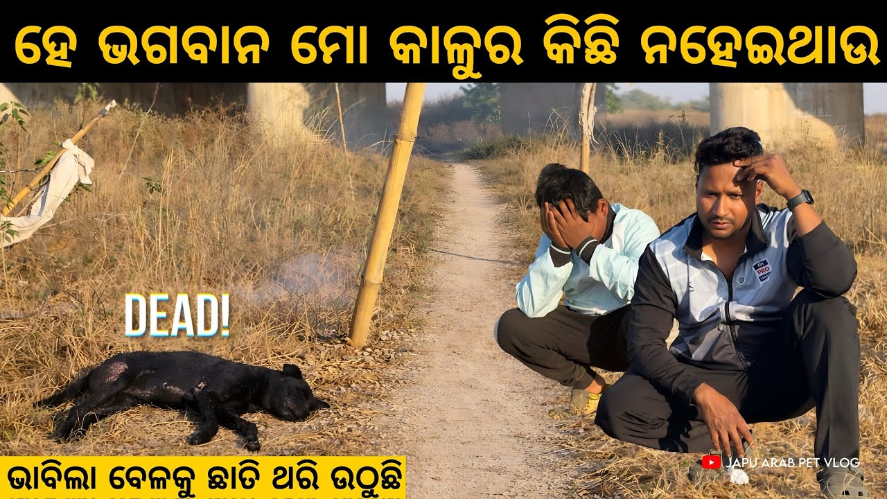 ଭାବିଲା ବେଳକୁ ଛାତି ଥରି ଉଠୁଛି.... ହେ ଭଗବାନ ମୋ କାଳୁର କିଛି ନହେଇଥାଉ..😭