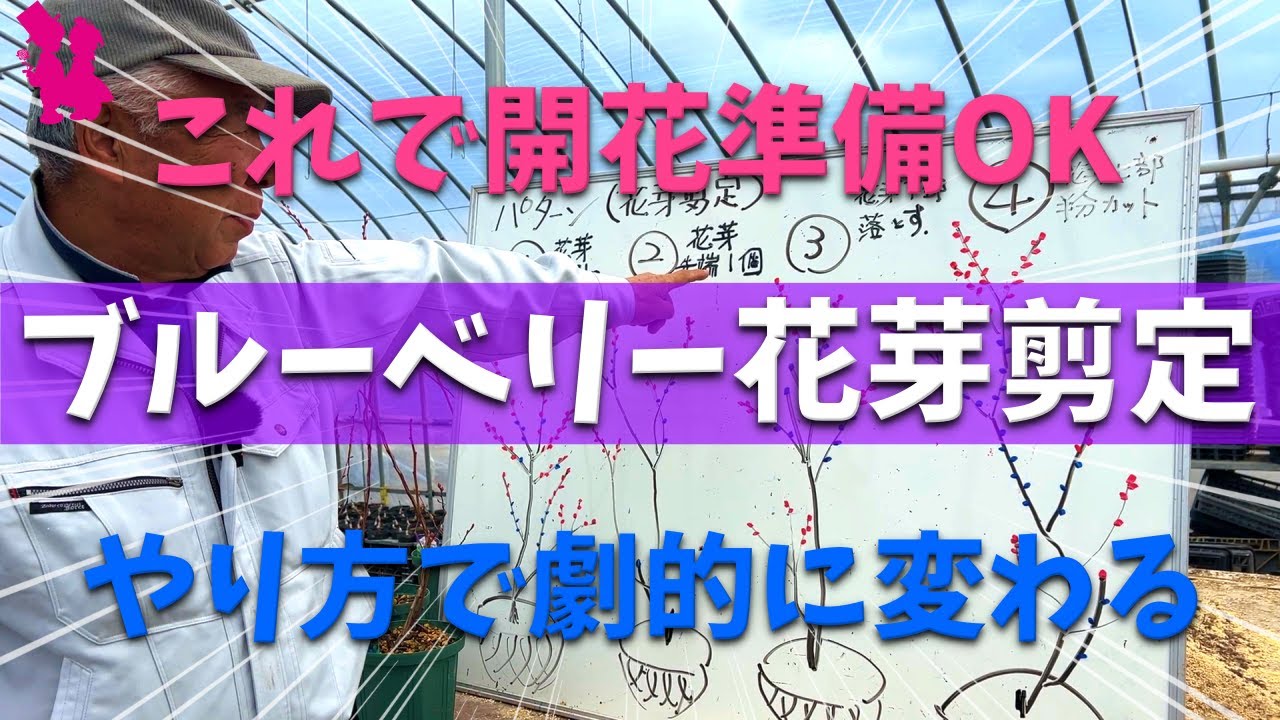 【日本一わかる】ブルーベリーの花芽剪定・調整をパターン別に解説します
