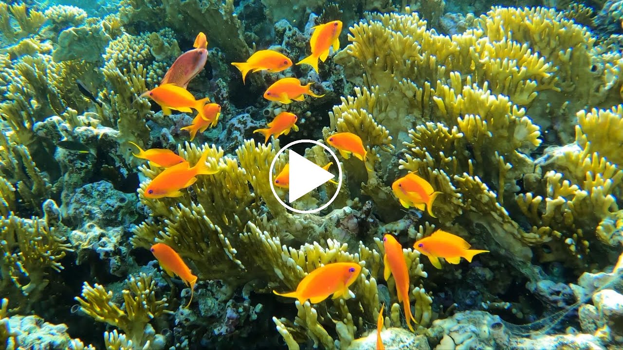 Lyretail anthias Pseudanthias squamipinnis are the purple eyed fish