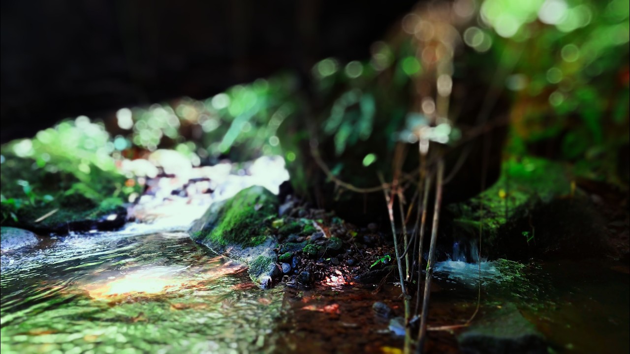 Calming Water Sounds for Relieve Stress 🌿 Peaceful Jungle Stream Under Soft Forest Light
