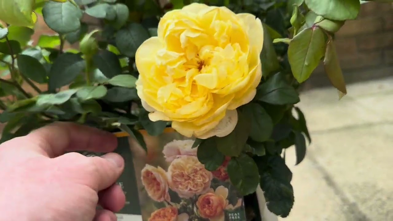 Bring Me Sunshine Rose | David Austin Unboxing