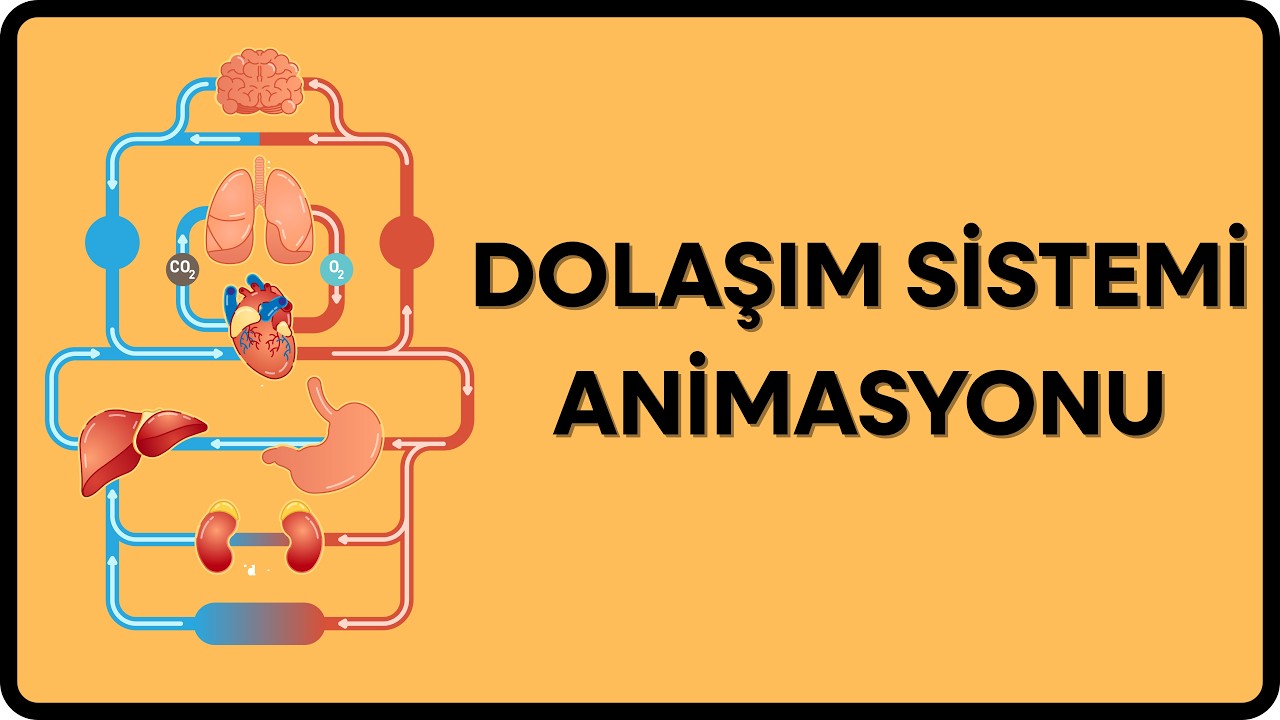 Animasyonlarla Biyoloji : Dolaşım Sistemi
