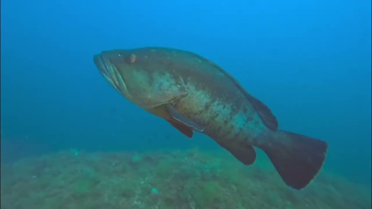 EXOCET LEMAN - Vidéo Plongée - L'Estartit 2025 - Vidéo 2