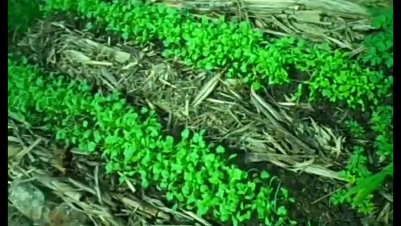 Segredos de agricultura sintropica