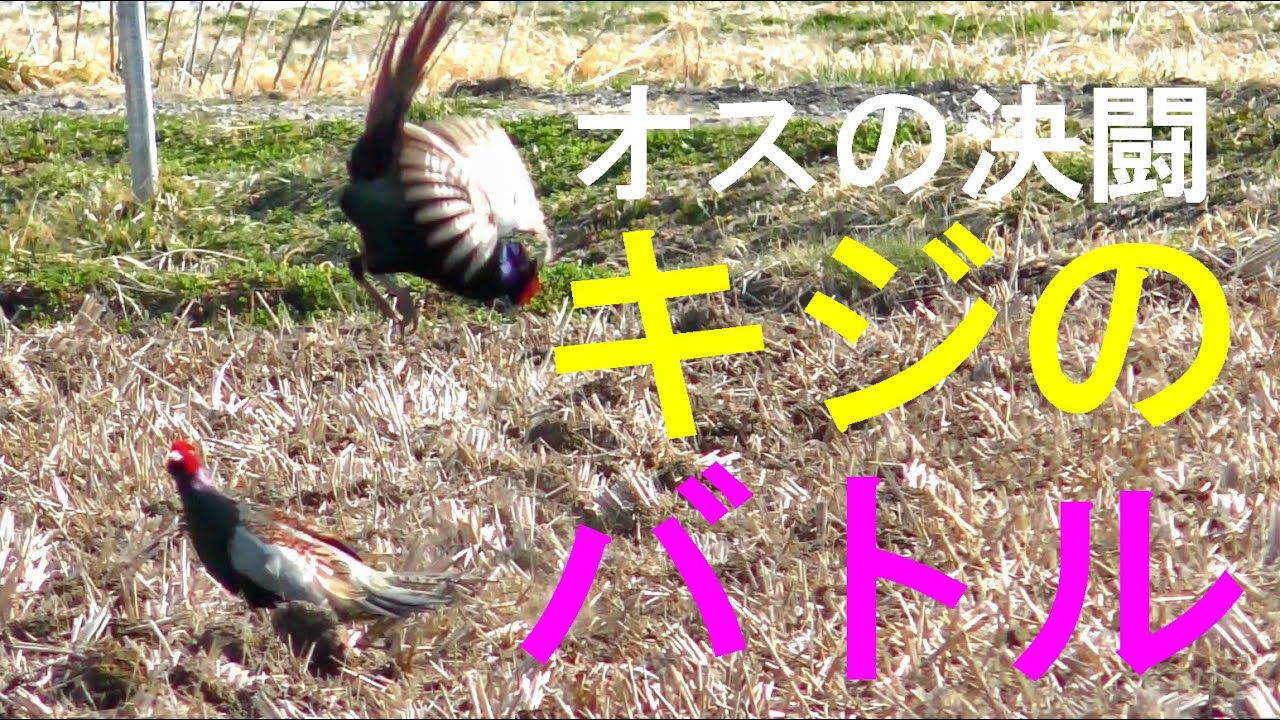 オスのキジが決闘（2羽のバトル）　4Ｋ
