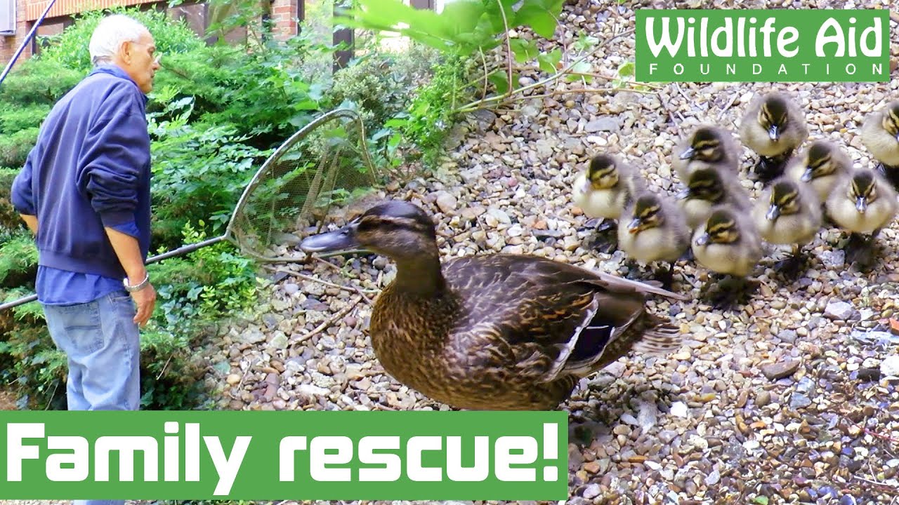 TRAPPED duck and ducklings given a helping hand to water!