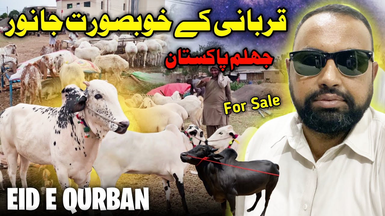 Qurabni Kay Janwar 2025 😍 For Sale In Jelum City || Eid Al Adha || Family Vlog