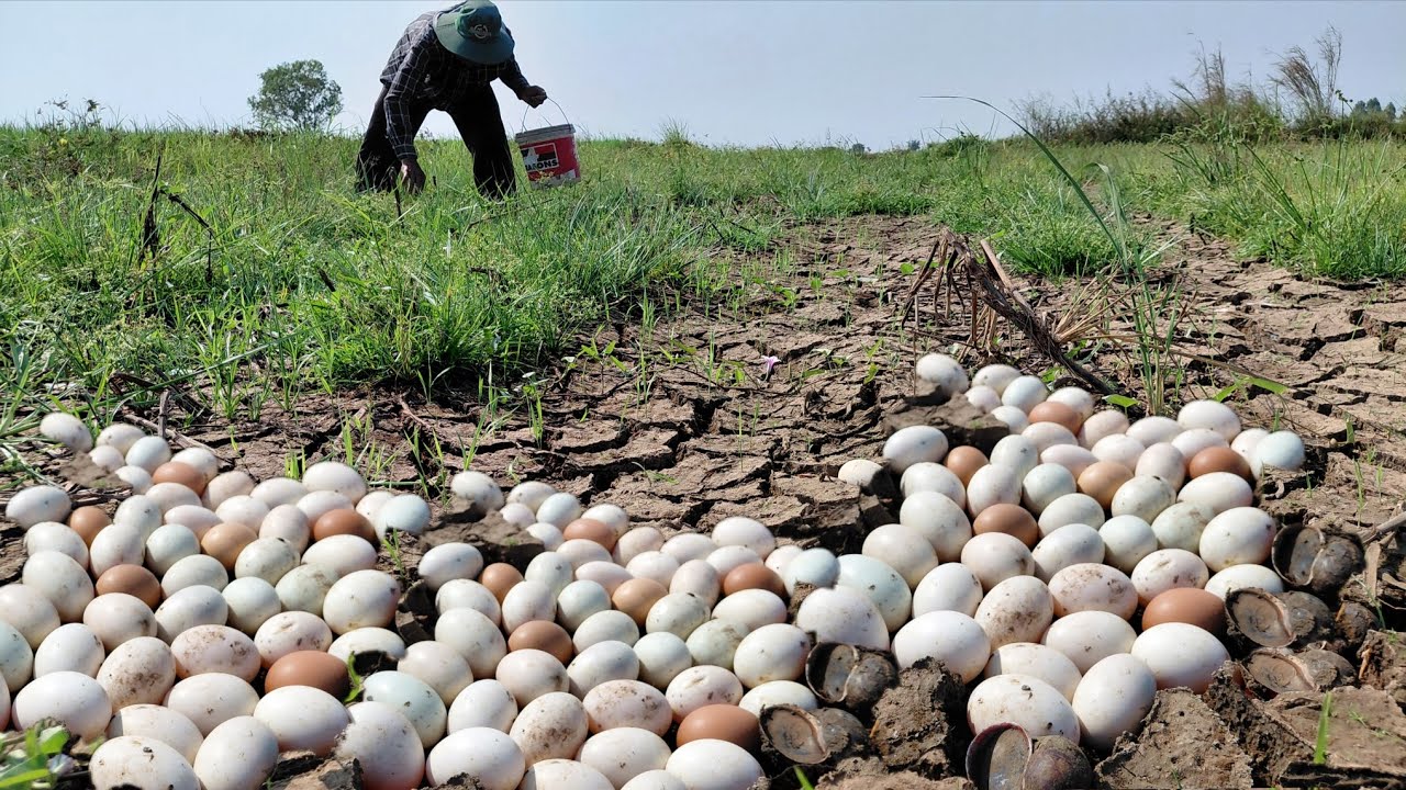 OMG Wow unique  -A farmer collects a lot of duck eggs under a ground snail and snail.