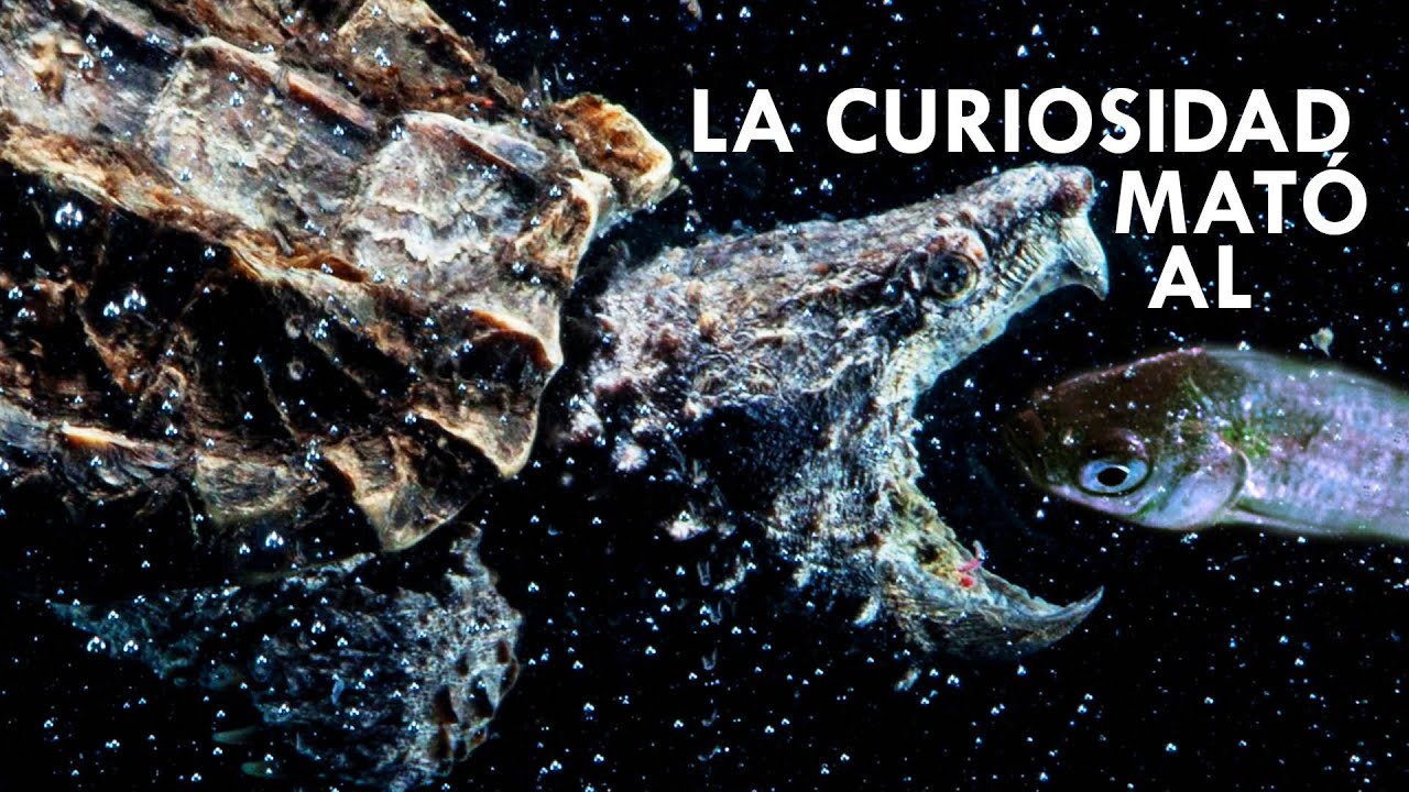 TORTUGA MORDEDORA - LENTAS pero PELIGROSAS