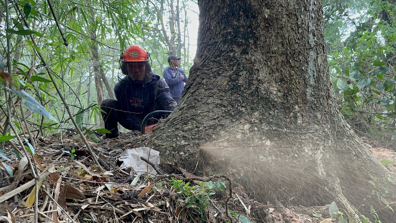 Notch Technique! Tebang Pohon Trembesi di Tengah Kebun.