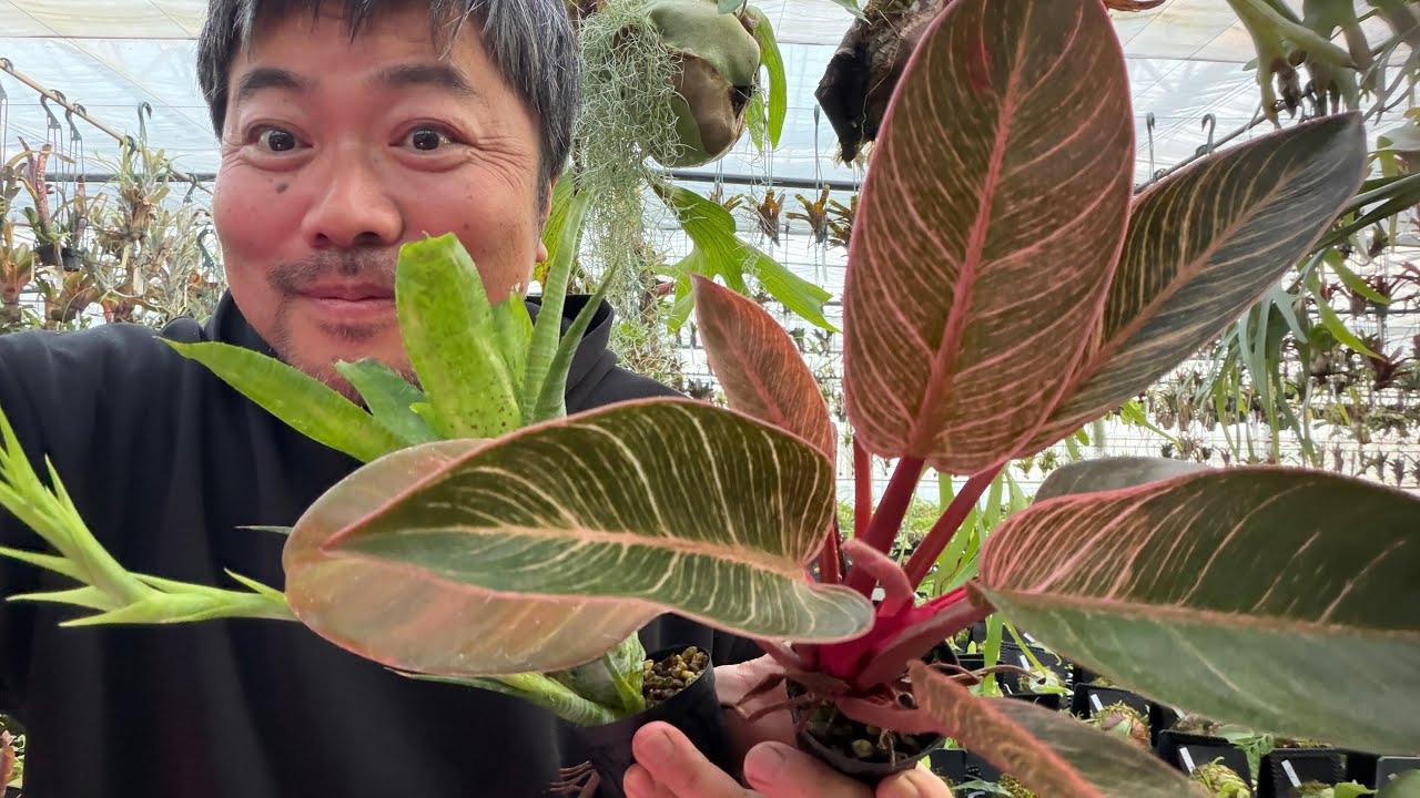 油断大敵⁉️2月の観葉植物管理について解説