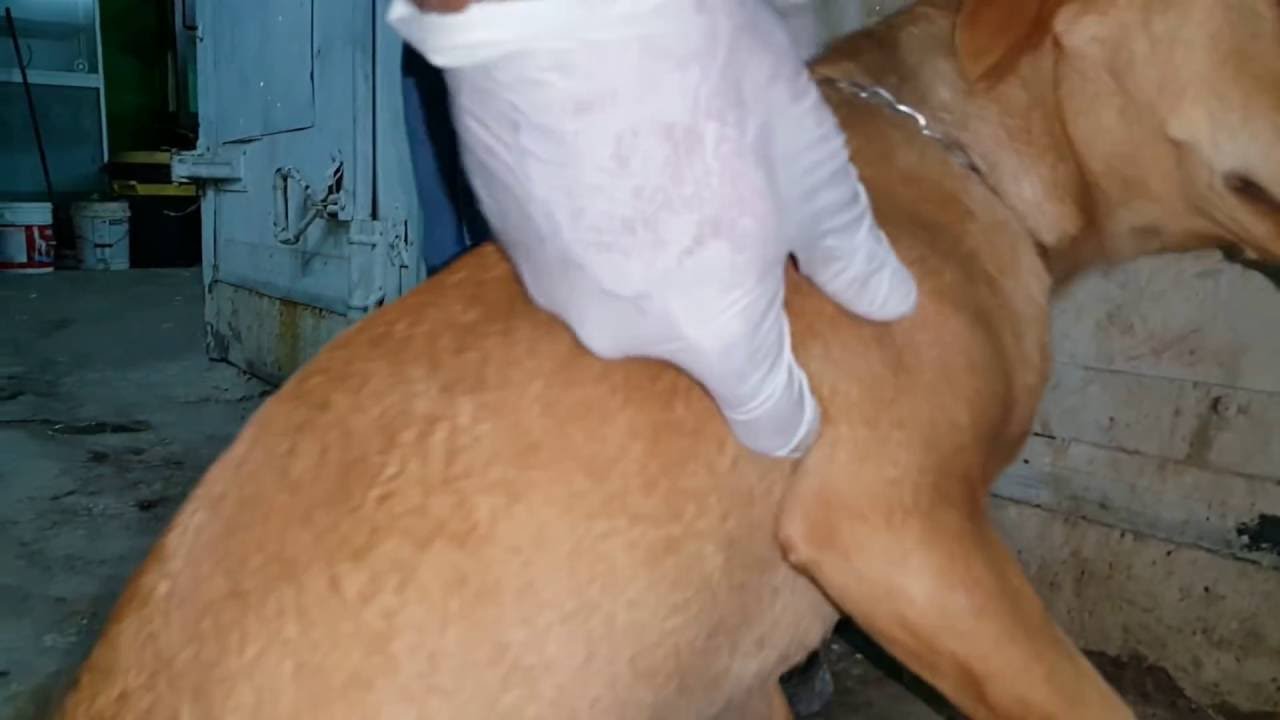 طريقه سهله للتخلص من برغوث الكلاب مع جمال العمواسي