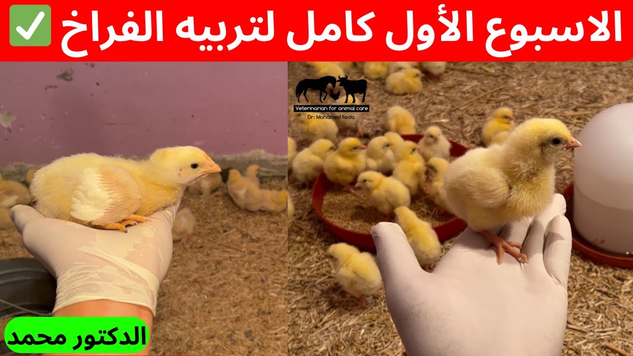 خلطات الأعشاب والأدوية لتربيه الفراخ الاسبوع الاول كامل مع الدكتور لاول مره