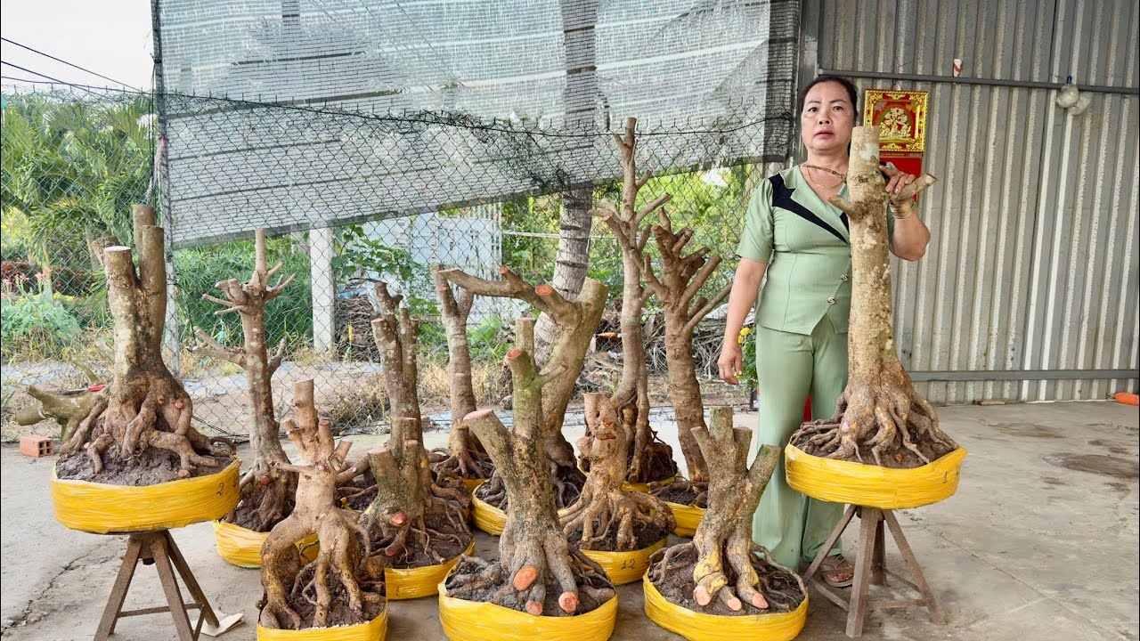 PH&Ocirc;I MAI V&Agrave;NG  02/3/2O26 (#O383198616 SỸ ) PH&Ocirc;I MAI TỨ QU&Yacute; -  @bonsai Can Tho