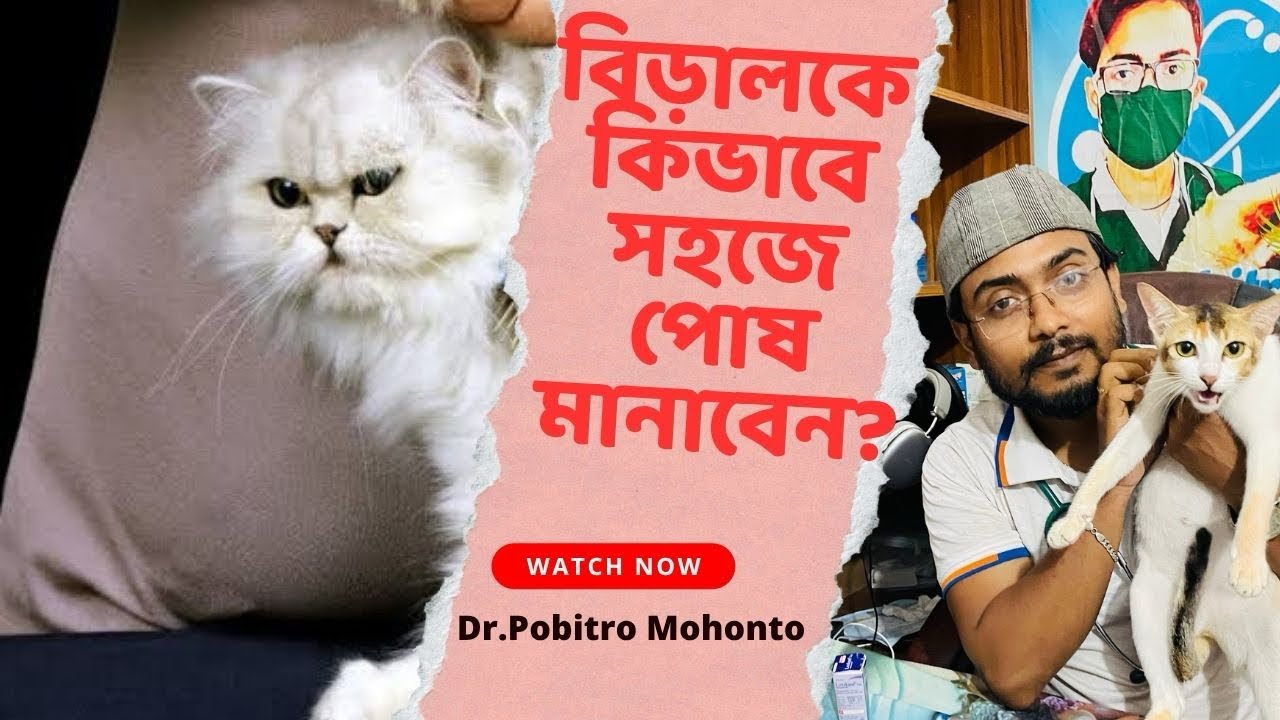 বিড়ালকে কিভাবে পোষ মানাতে হয়? || Practical Cat Training step by step ||  Dr. Pobitro 