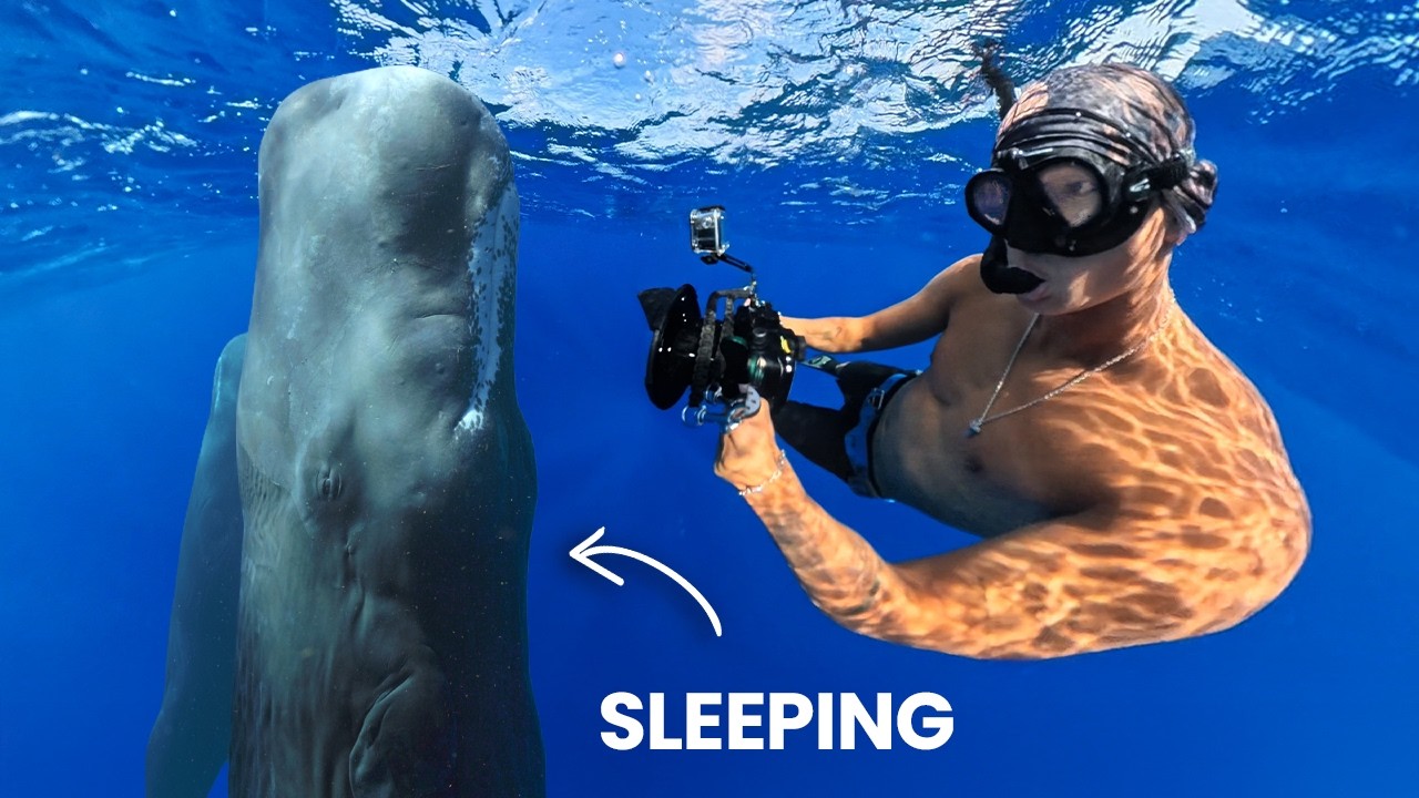 Swimming with Sleeping Sperm Whales