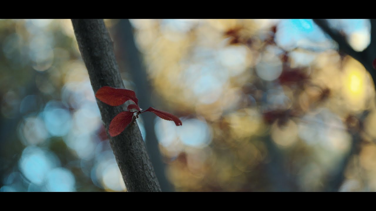 Backyard Life Cinematic Montage 4k - Shot on Nikon Z6 10-bit