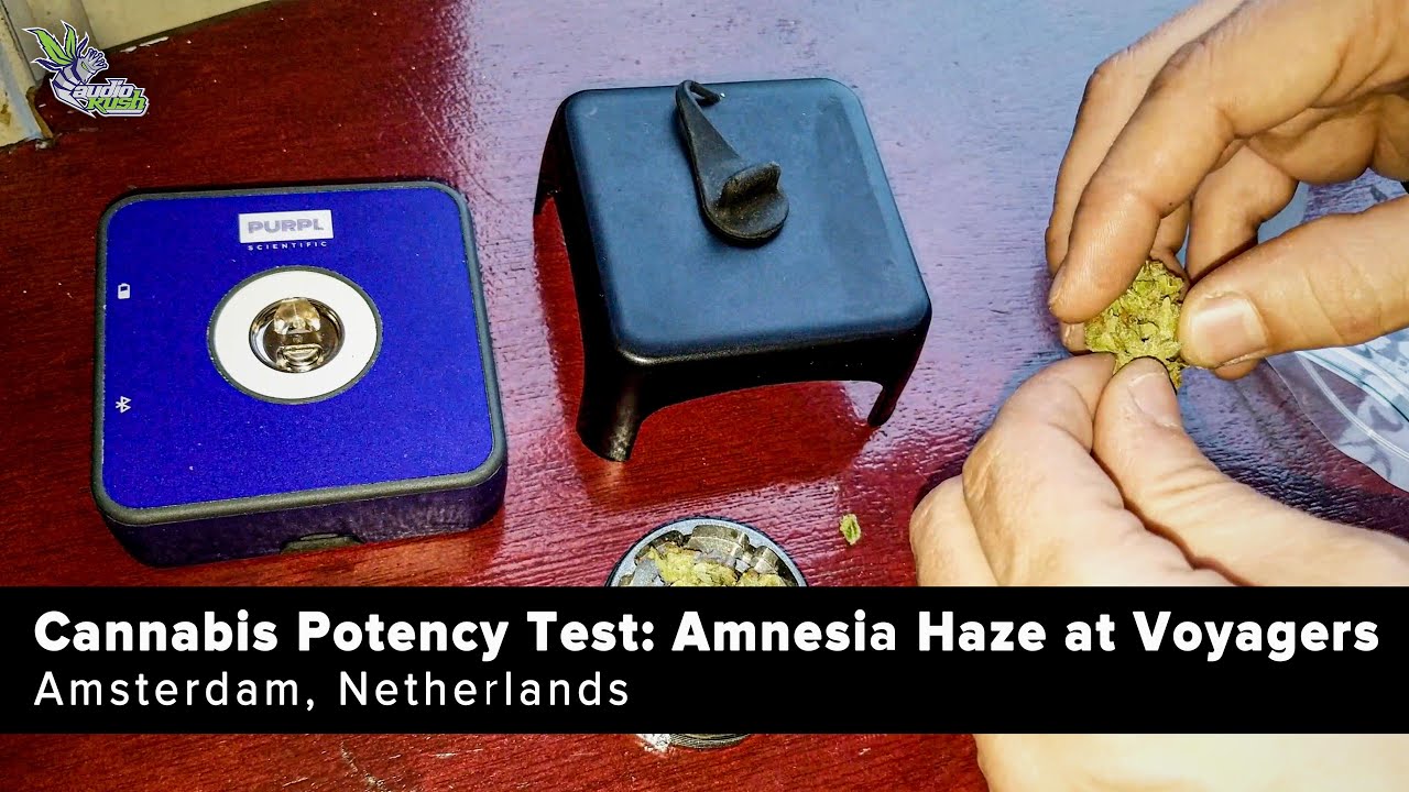 Cannabis Potency: Amnesia Haze @ Voyagers Coffeeshop (Amsterdam) w/ Purpl Pro