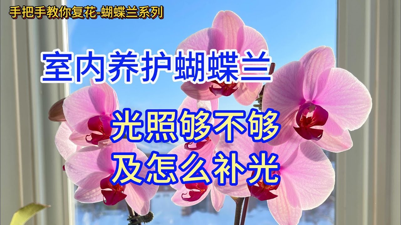 手把手教你复花-蝴蝶兰 83- 室内养护蝴蝶兰-光照够不够?及怎么补光