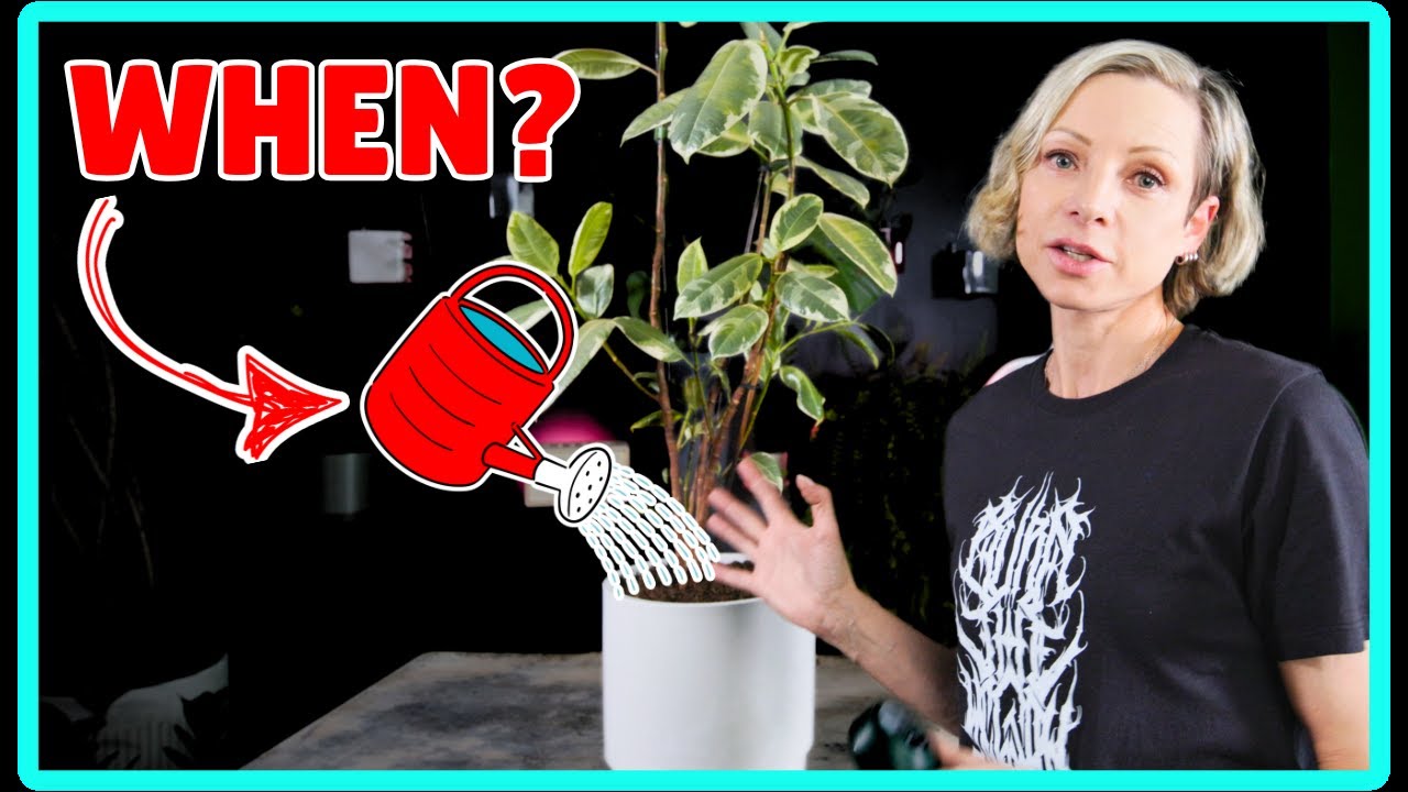 When to Water Rubber Plant