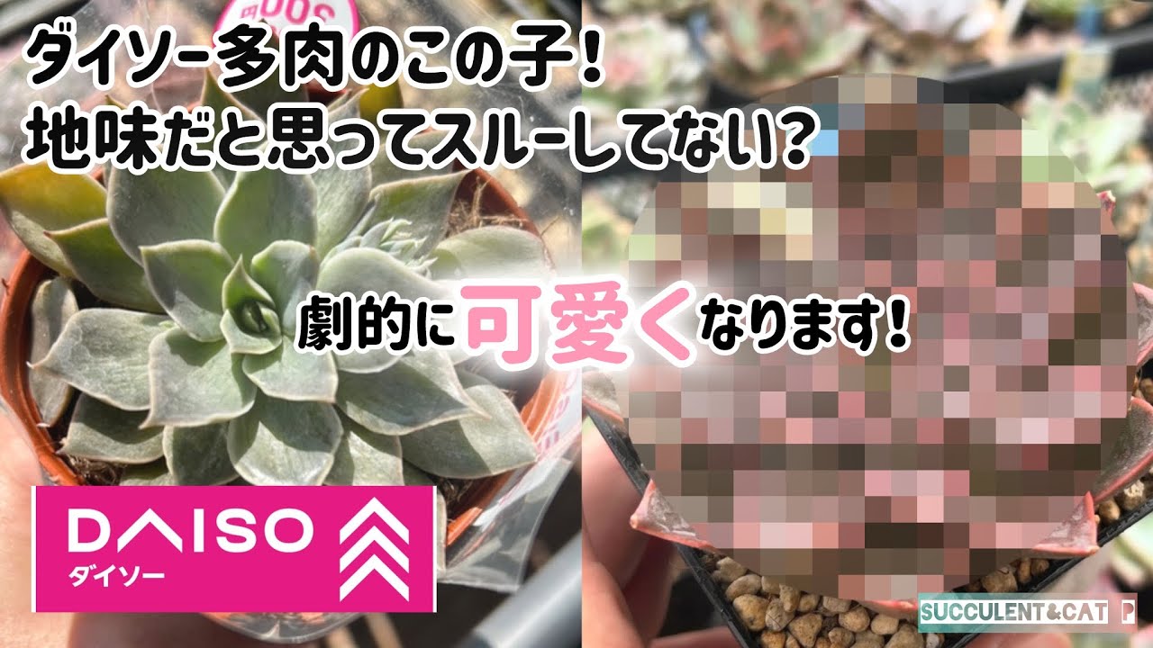 【多肉植物】 一見地味なダイソー多肉