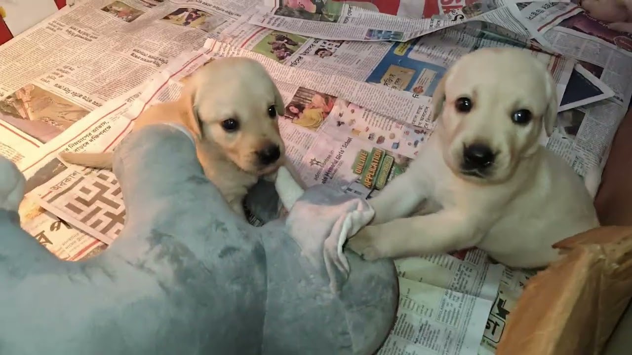Labra Puppies Play #viralvideos #cute #funny #labrador #uttuslabra #youtube  #trend
