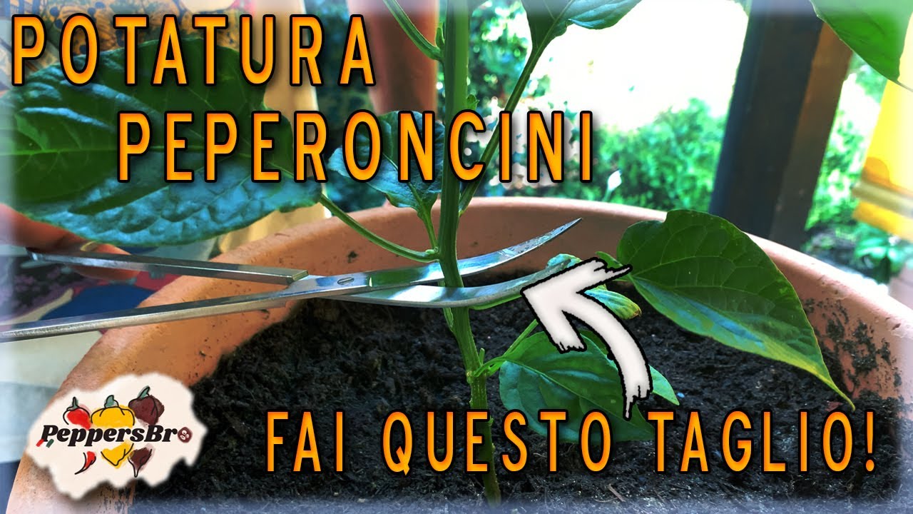 COME POTARE i PEPERONCINI: 2 tecniche INFALLIBILI [Episodio 8]