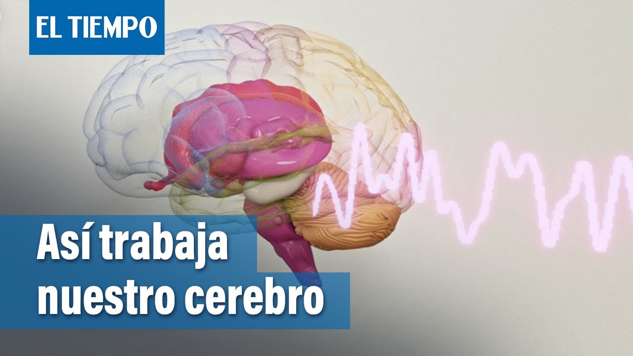 ¿Cómo funciona nuestro cerebro? | El Tiempo