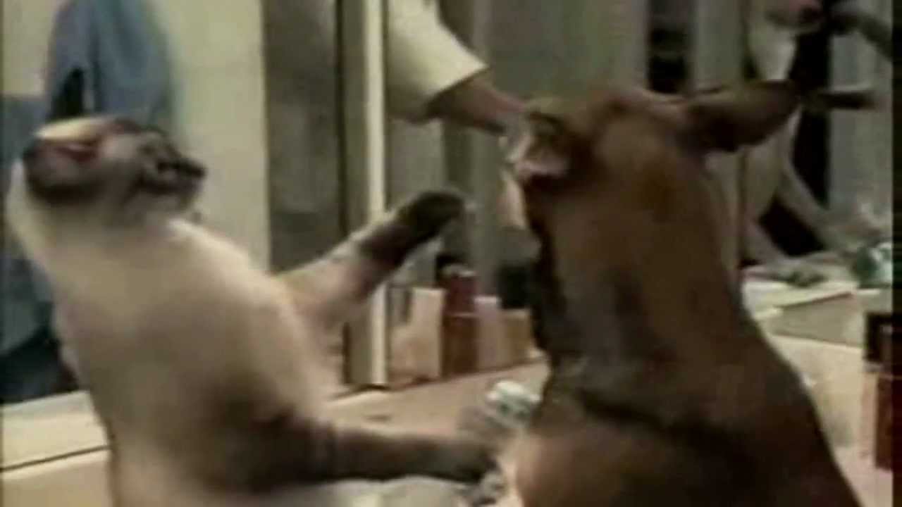 ☺ Animal Edition #2 - AFV | OrangeCabinet