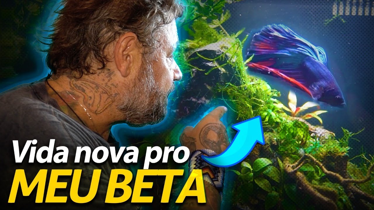 AGORA SIM! VIDA NOVA PARA O MEU BETTA! | A CASA DOS BICHOS