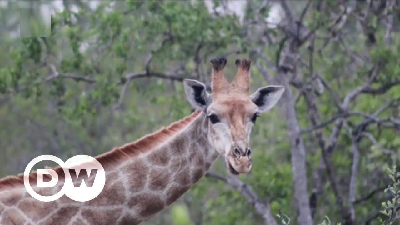 Using photography as a conservation tool | DW English