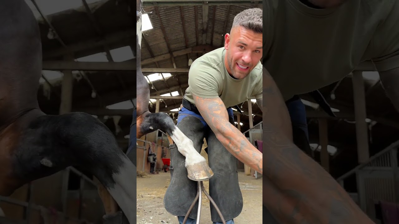 H the feisty stallion likes his shoeing on his terms 😂 #youtubeshorts #horse #asmr