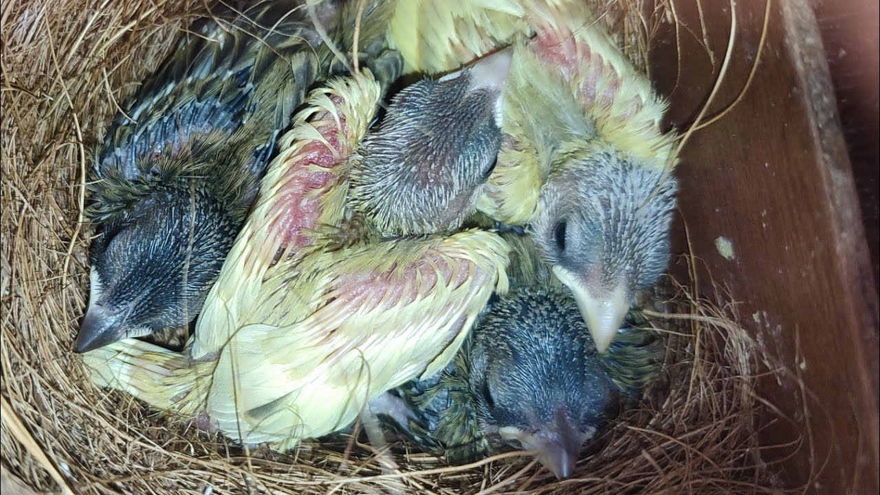 Como Criar Canários-da-Terra? Meu Casal Teve 4 Filhotes!