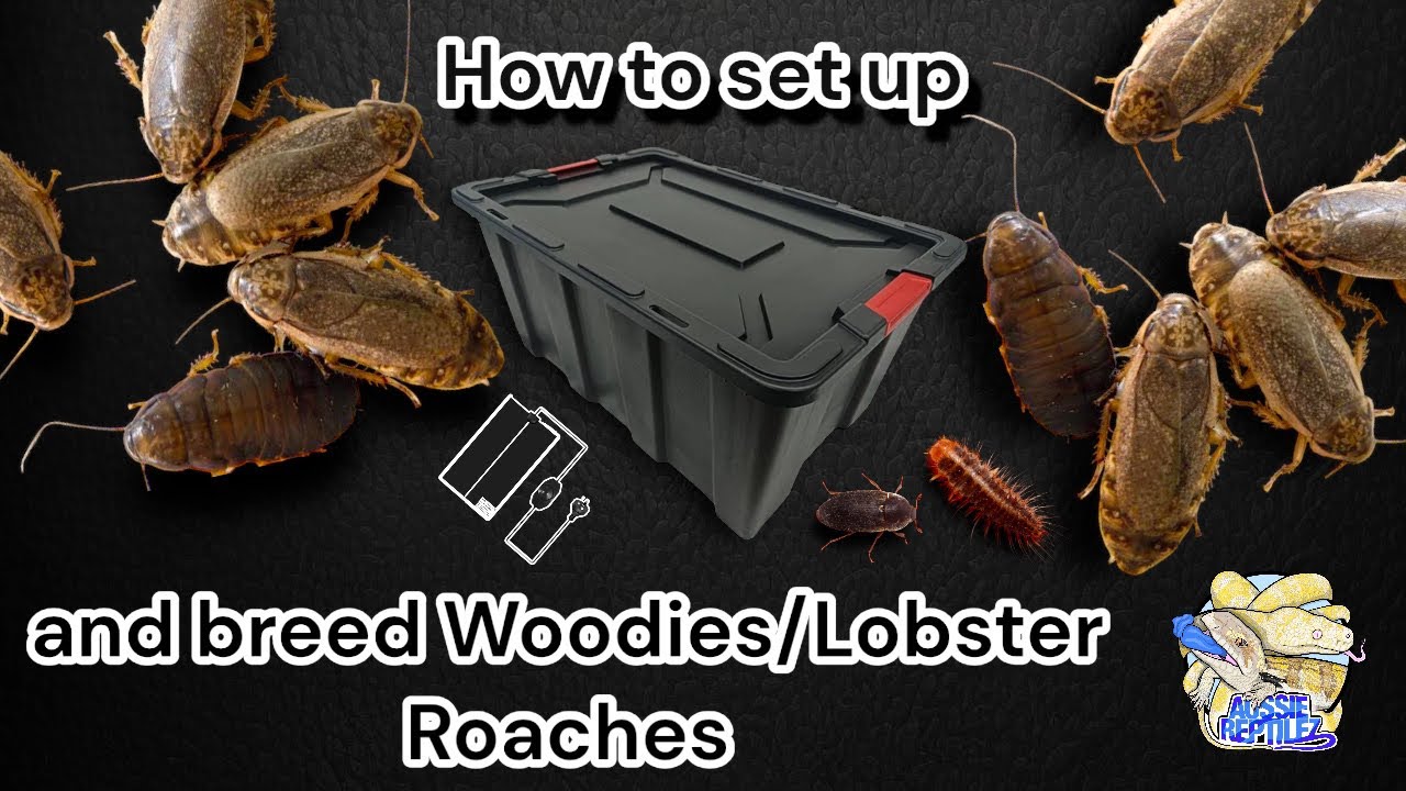 How To Set Up And Breed Roaches!
