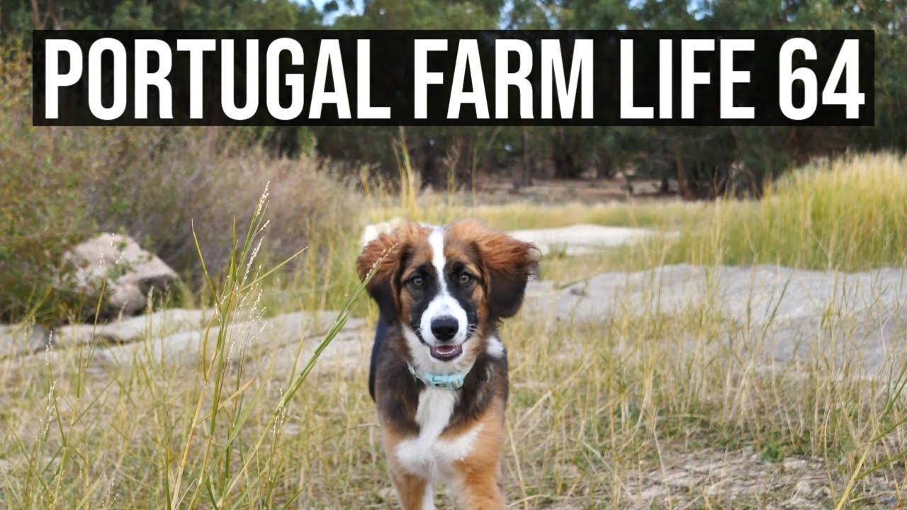 Portugal Farm Life 64 - Is Portugal cold in Autumn and Winter?❄