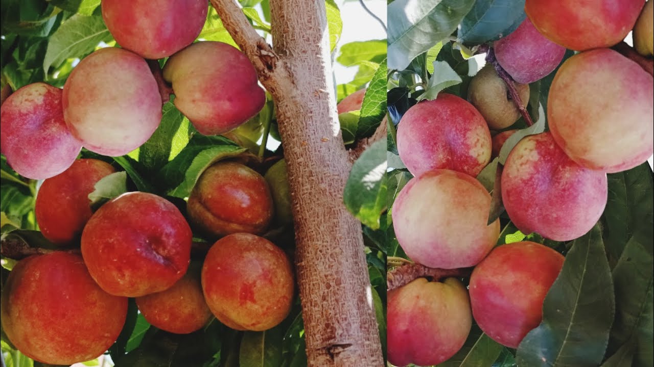 هام حماية أغصان الأشجار التي تحمل تمار كتيرة معلومات مهمة لي شجرة شهدية وجميع الاشجار المثمرة