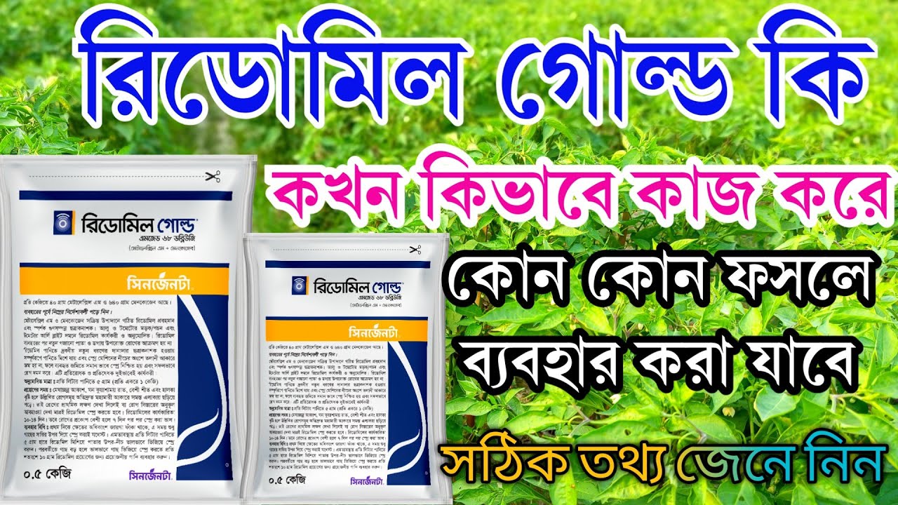  রিডোমিল গোল্ড কি? আলু, মরিচ, টমেটোতে ব্যবহারের সঠিক নিয়ম ও ডোজ | Razu Agro
