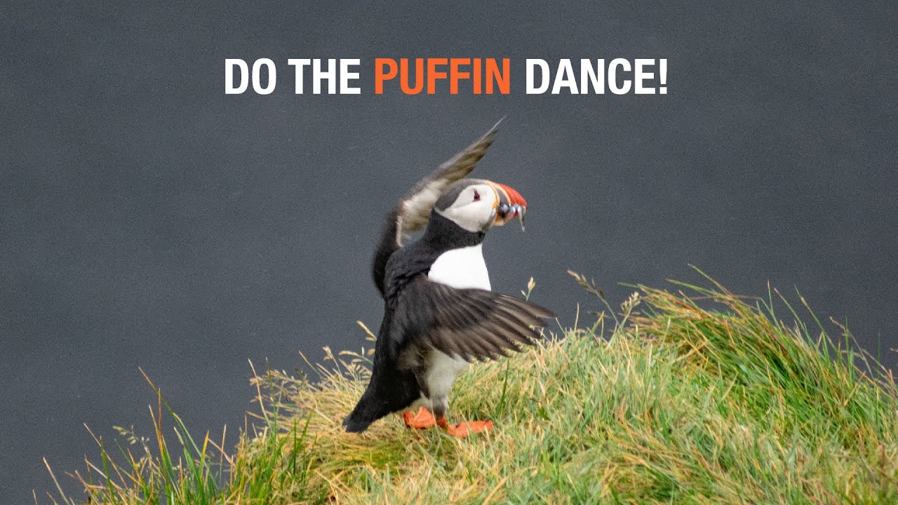 Do The Puffin Dance!