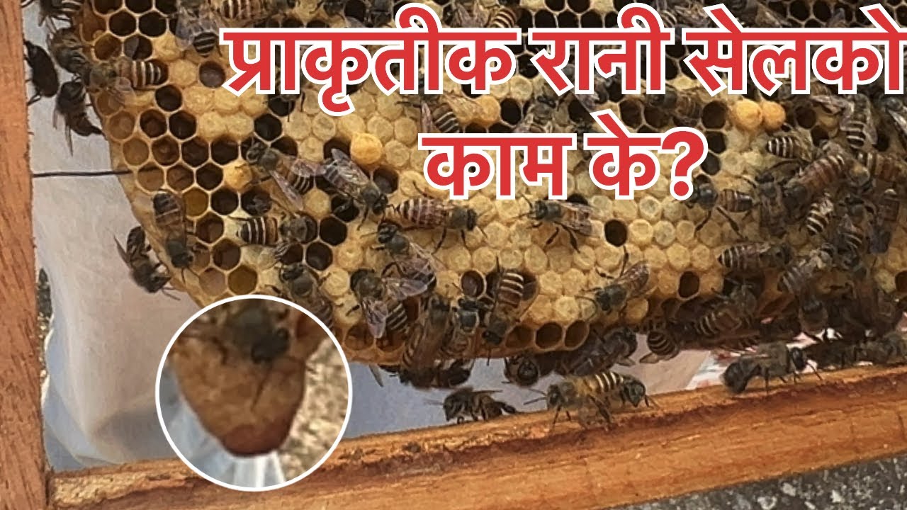 कस्तो रानी सेल लाई प्राकृतीक रानी सेल भन्ने ?यस्तो सेलले कस्तो काम गर्छ?