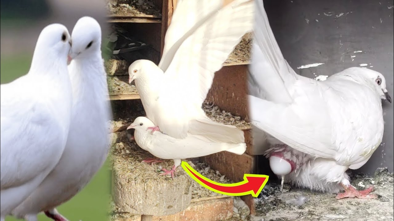 कबूतरी अंडा देने वाली है कैसे पहचान करें ll kabootar ande dene wale hai kaise pata karen